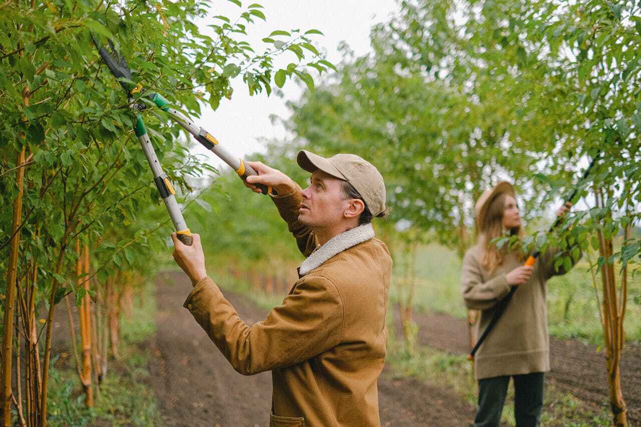 Best Tree Clearing Services  in Twin Lakes, CO